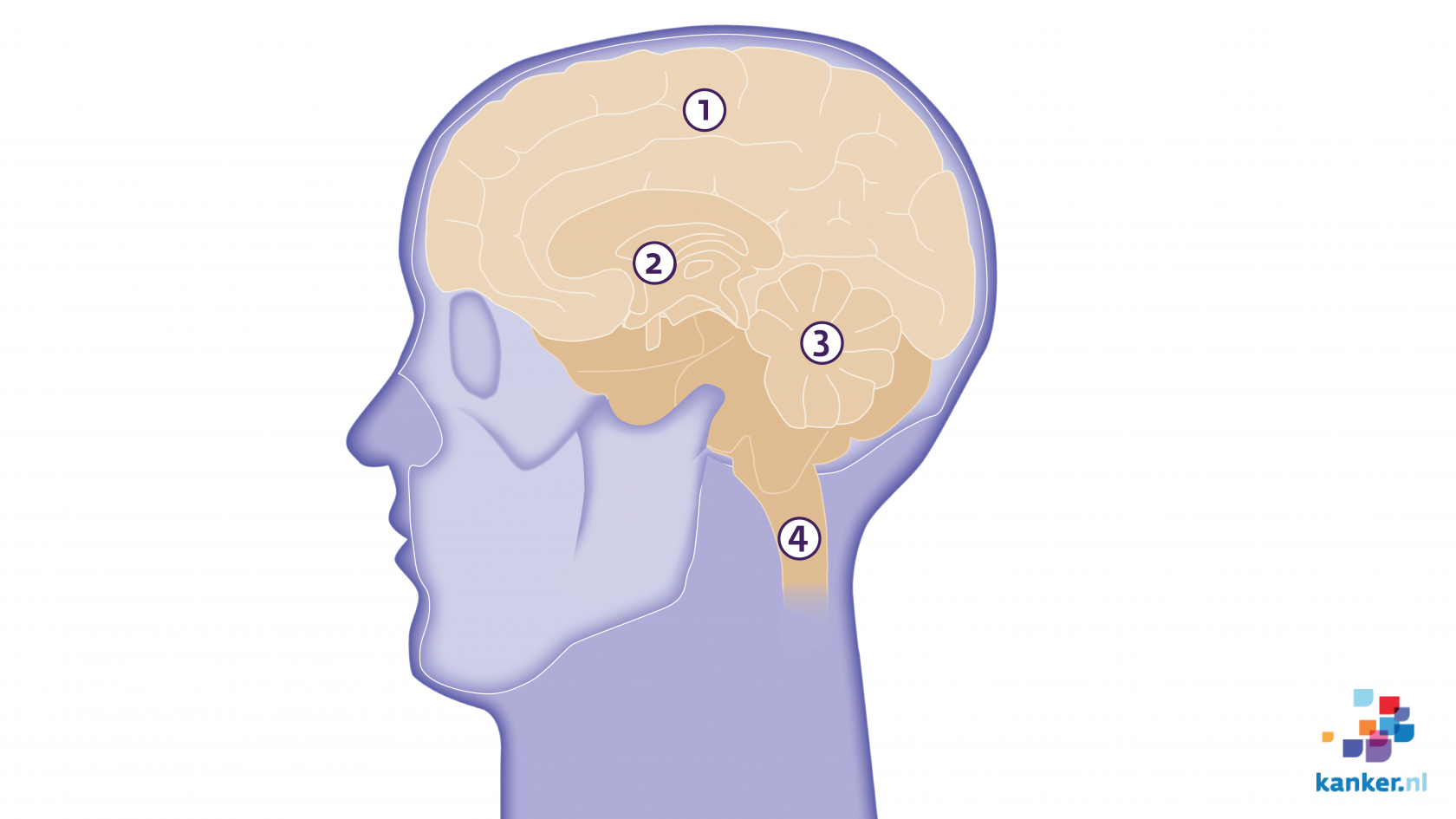 De hersenen | Kanker.nl